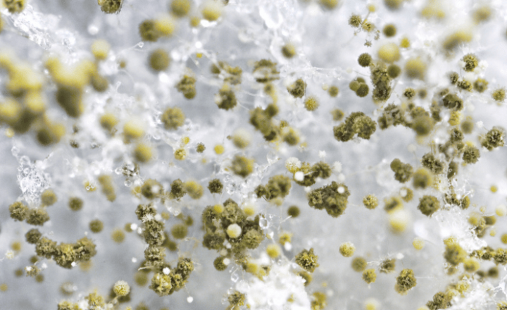 décontamination moisissure / décontamination de moisissure