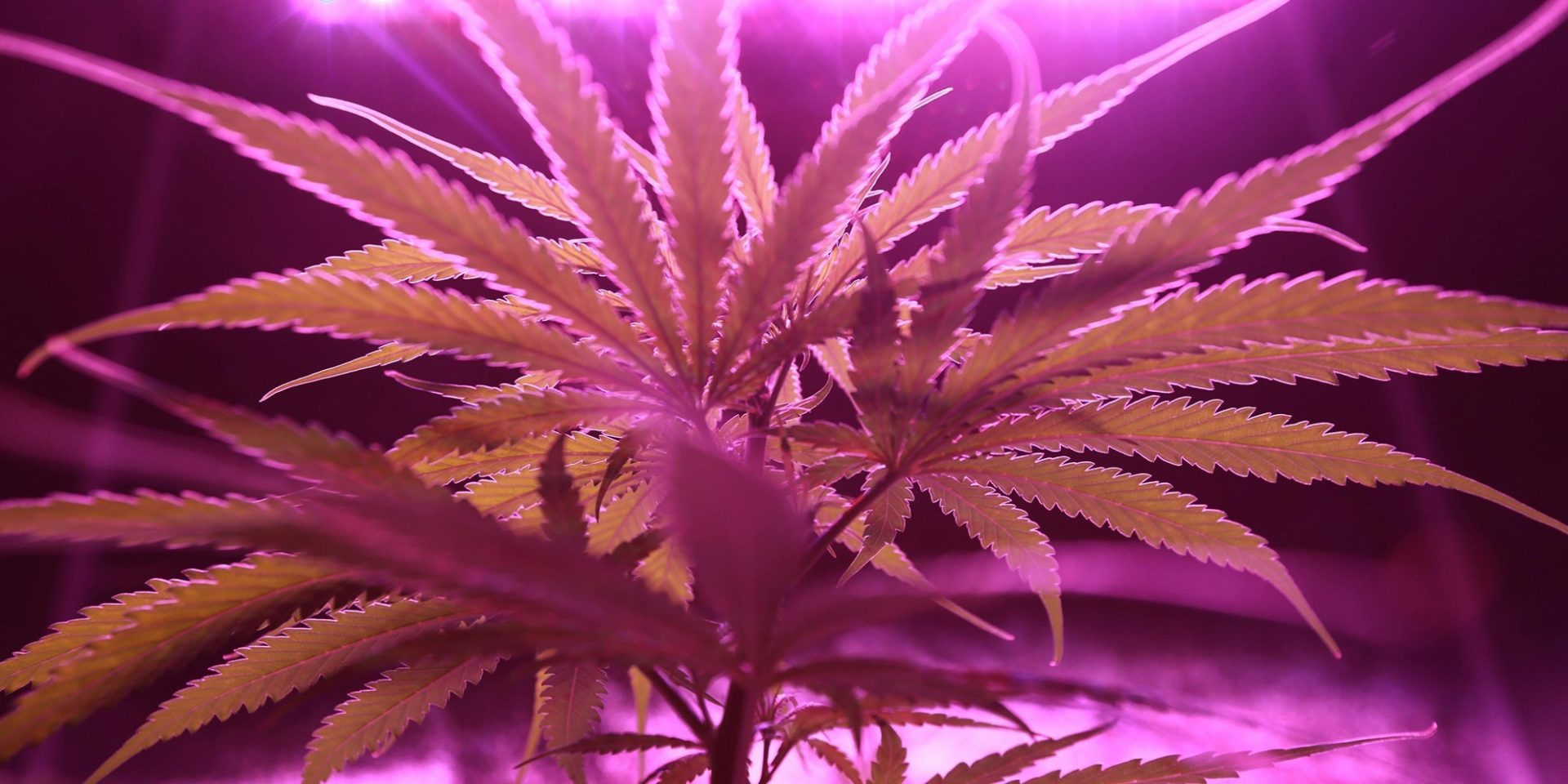 la moisissure causée par une ancienne plantation de cannabis