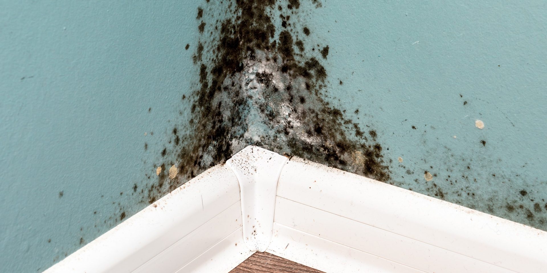 décontamination moisissure