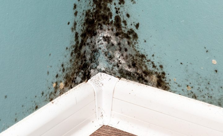 décontamination moisissure