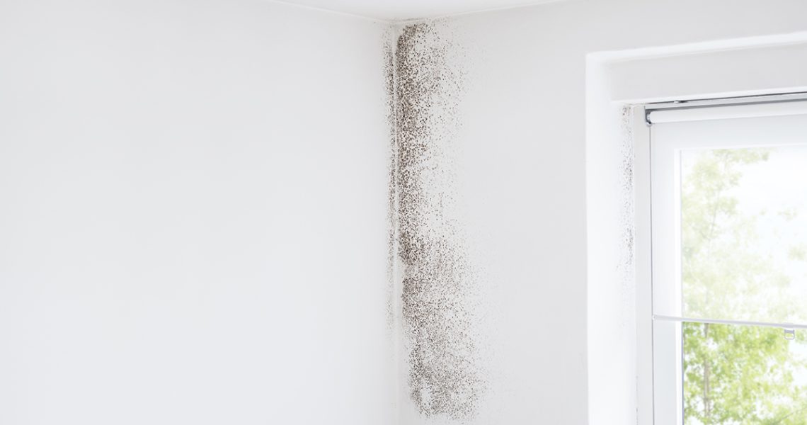 Moisissure : ne vous laissez pas envahir cet été! 4 moisissure sur les murs