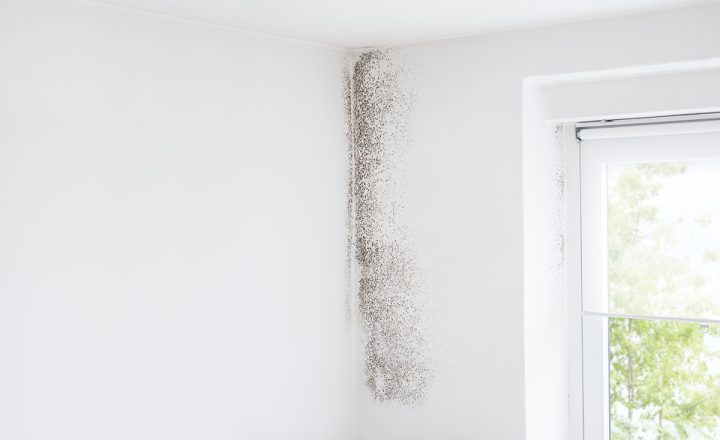 moisissure sur les murs